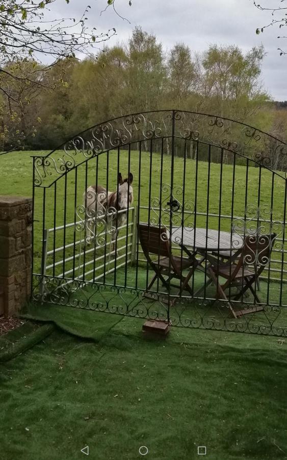 Готель Durham Donkey Rescue Shepherd'S Hut Екстер'єр фото