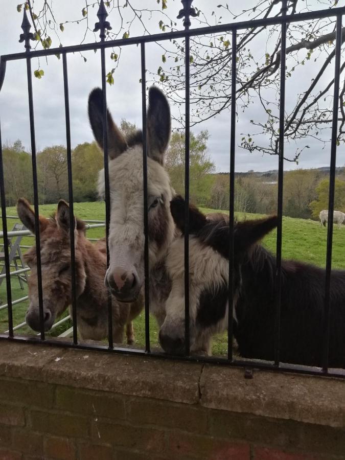 Готель Durham Donkey Rescue Shepherd'S Hut Екстер'єр фото