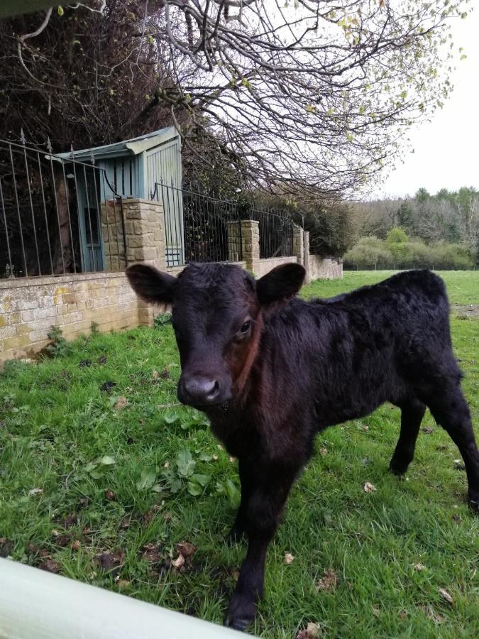 Готель Durham Donkey Rescue Shepherd'S Hut Екстер'єр фото