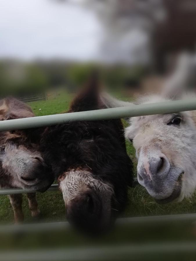 Готель Durham Donkey Rescue Shepherd'S Hut Екстер'єр фото