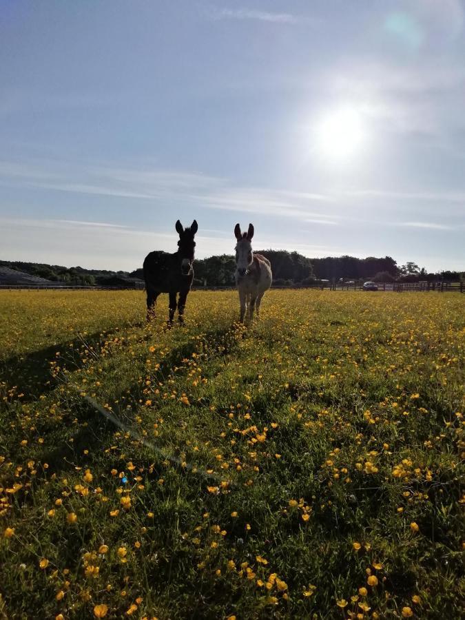 Готель Durham Donkey Rescue Shepherd'S Hut Екстер'єр фото