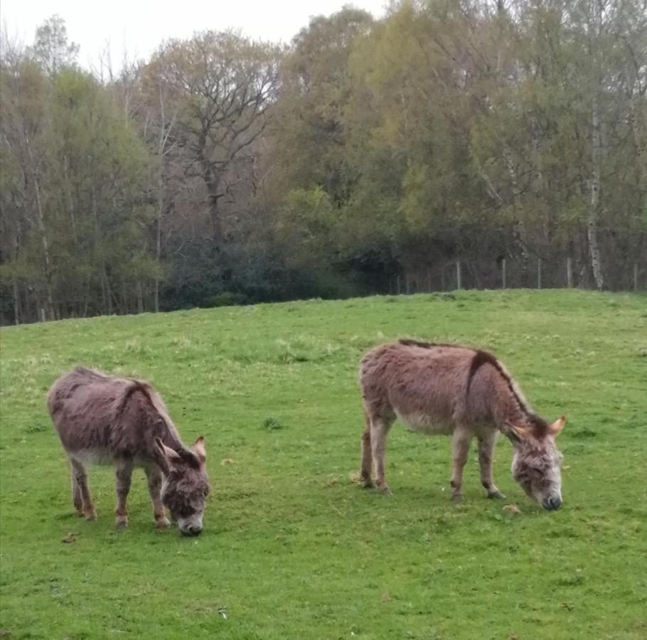 Готель Durham Donkey Rescue Shepherd'S Hut Екстер'єр фото